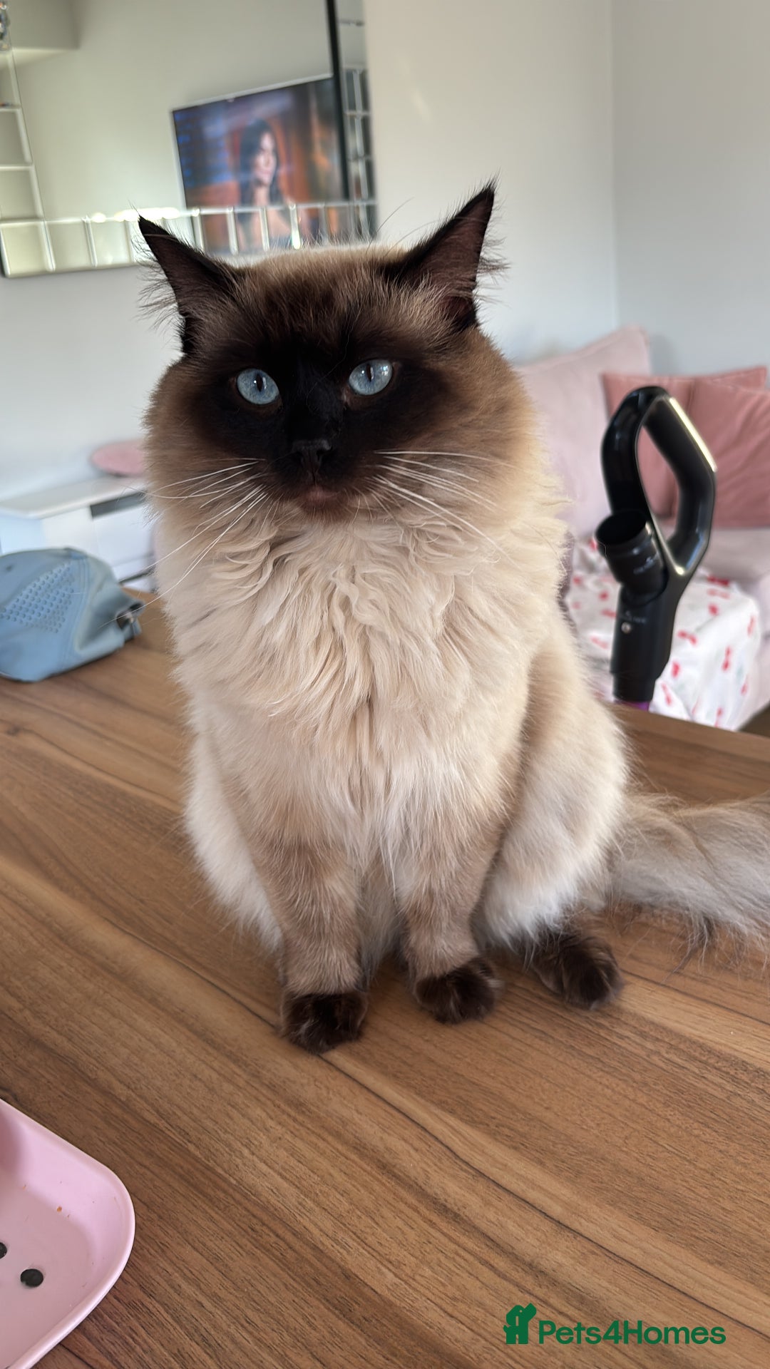 Ragdoll cats for sale: Ragdoll kittens  - Image 6