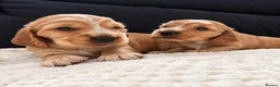 Cocker Spaniel dogs for sale: KC Reg Gold Show Cocker Spaniel Puppies 🐶  - Advert 8