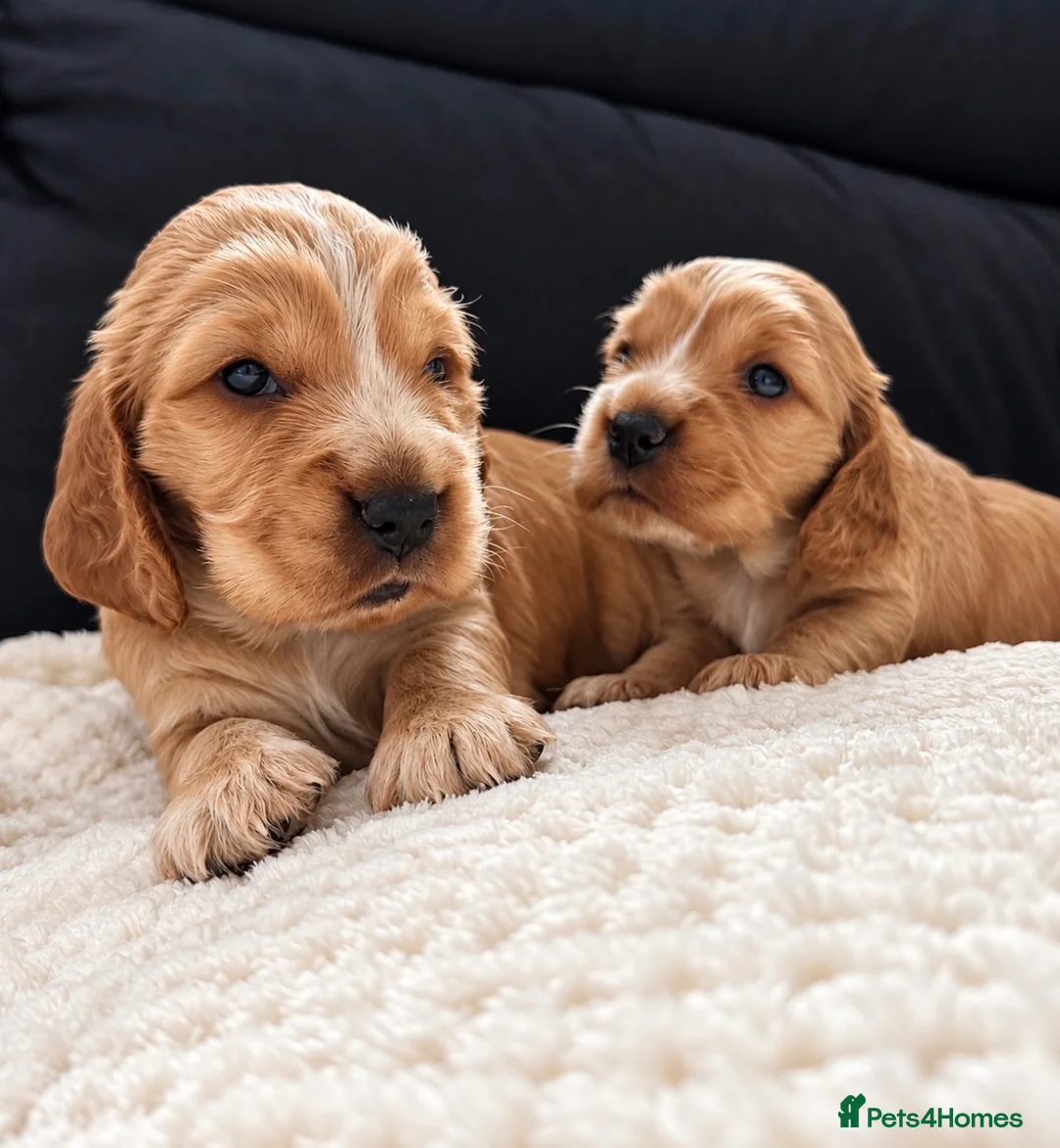 Cocker Spaniel dogs for sale: KC Reg Gold Show Cocker Spaniel Puppies 🐶  - Advert 8