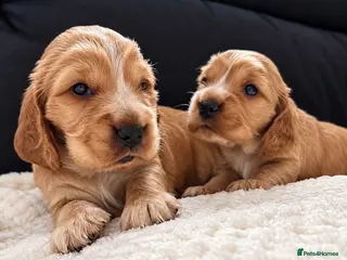 Cocker Spaniel dogs KC Reg Gold Show Cocker Spaniel Puppies 🐶 - Advert 3