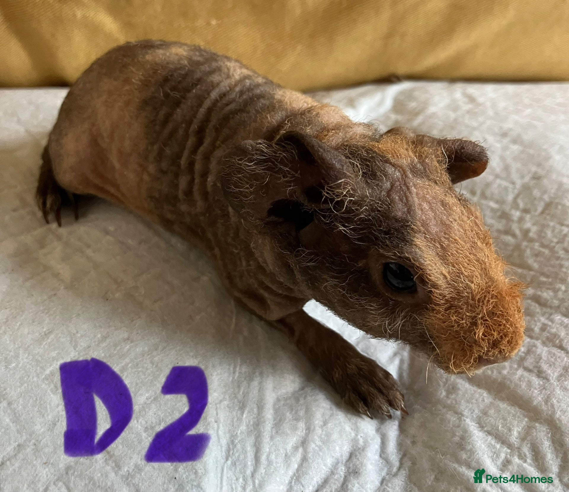 Guinea Pig rodents Skinny pig pups. Boys and girls  - Advert 1