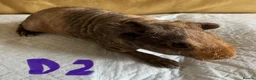 Guinea Pig rodents for sale: Skinny pig pups. Boys and girls  - Advert 1