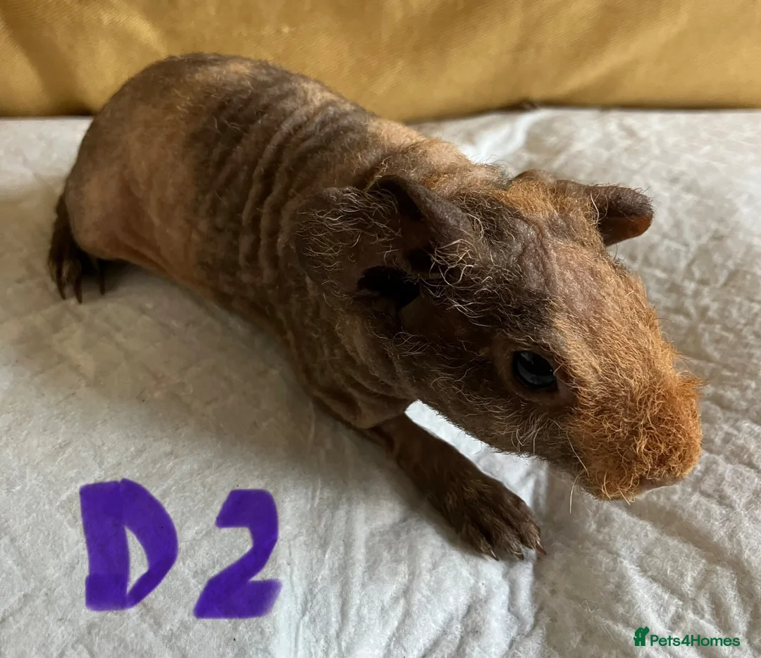 Guinea Pig rodents for sale: Skinny pig pups. Boys and girls  - Advert 1