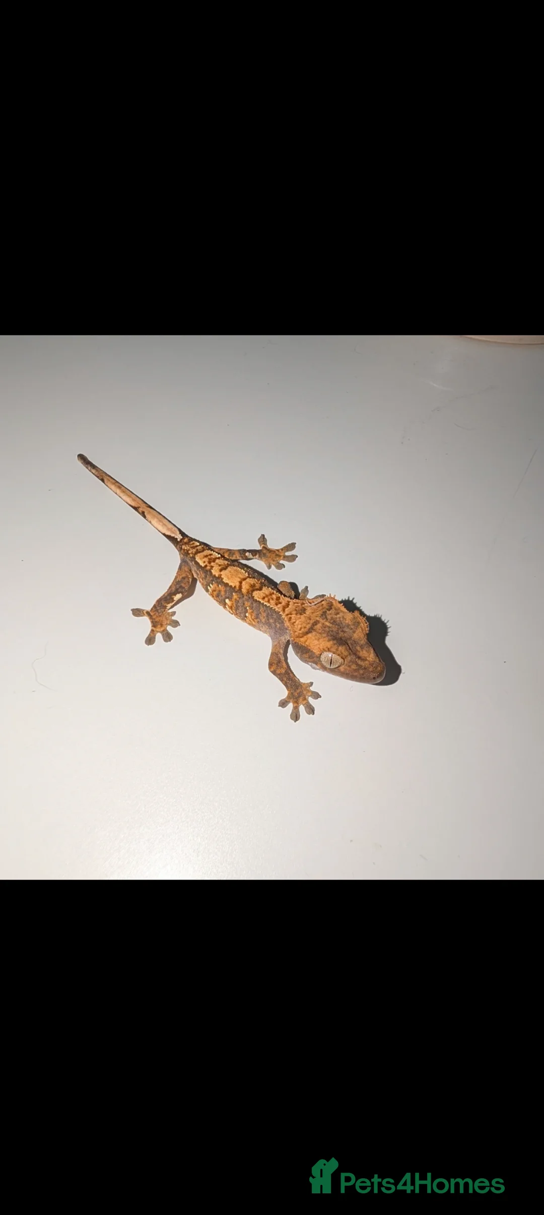 Gecko reptiles for sale: Lily White mixed Crest Geckos - Advert 2