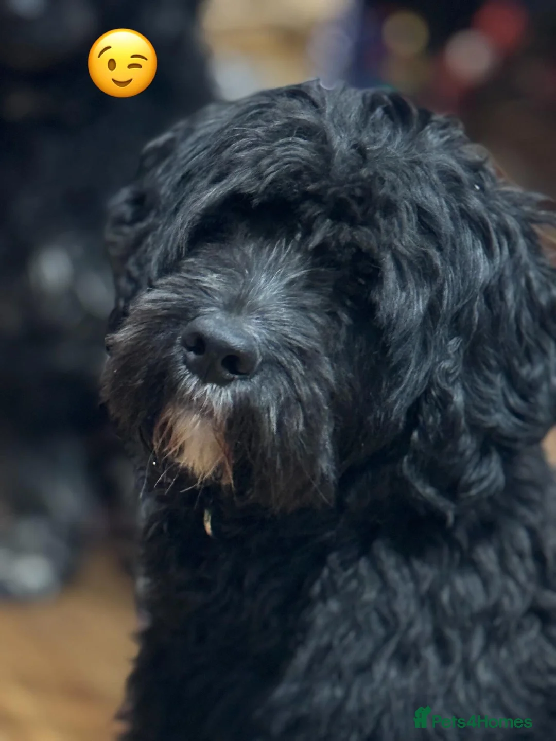 Portuguese Water Dog dogs for sale: Pure Portuguese water dogs for sale in Falmouth - Advert 2