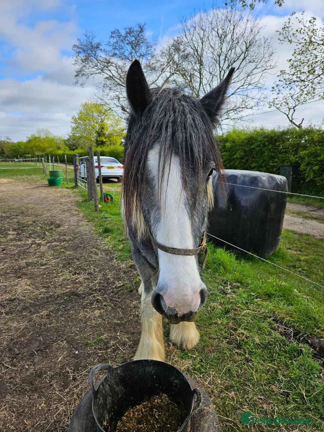 Other Breed horses for sale: Maxi cob type gelding  - Advert 2