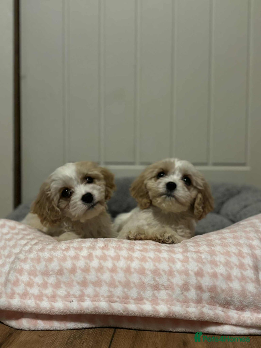 Cavachon dogs for sale: Health tested F1 cavachons  - Advert 9
