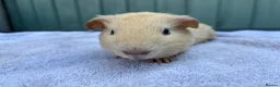 Guinea Pig rodents for sale: Baby guinea pigs - Advert 5
