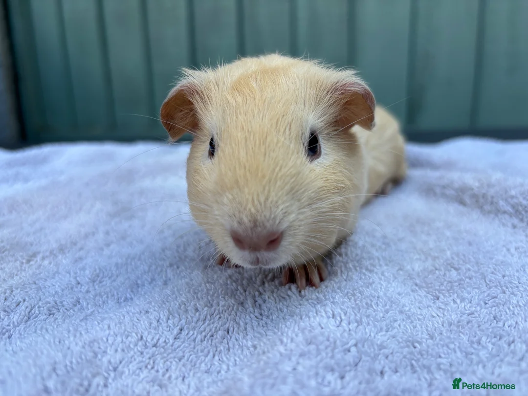 Guinea Pig rodents for sale: Baby guinea pigs - Advert 5