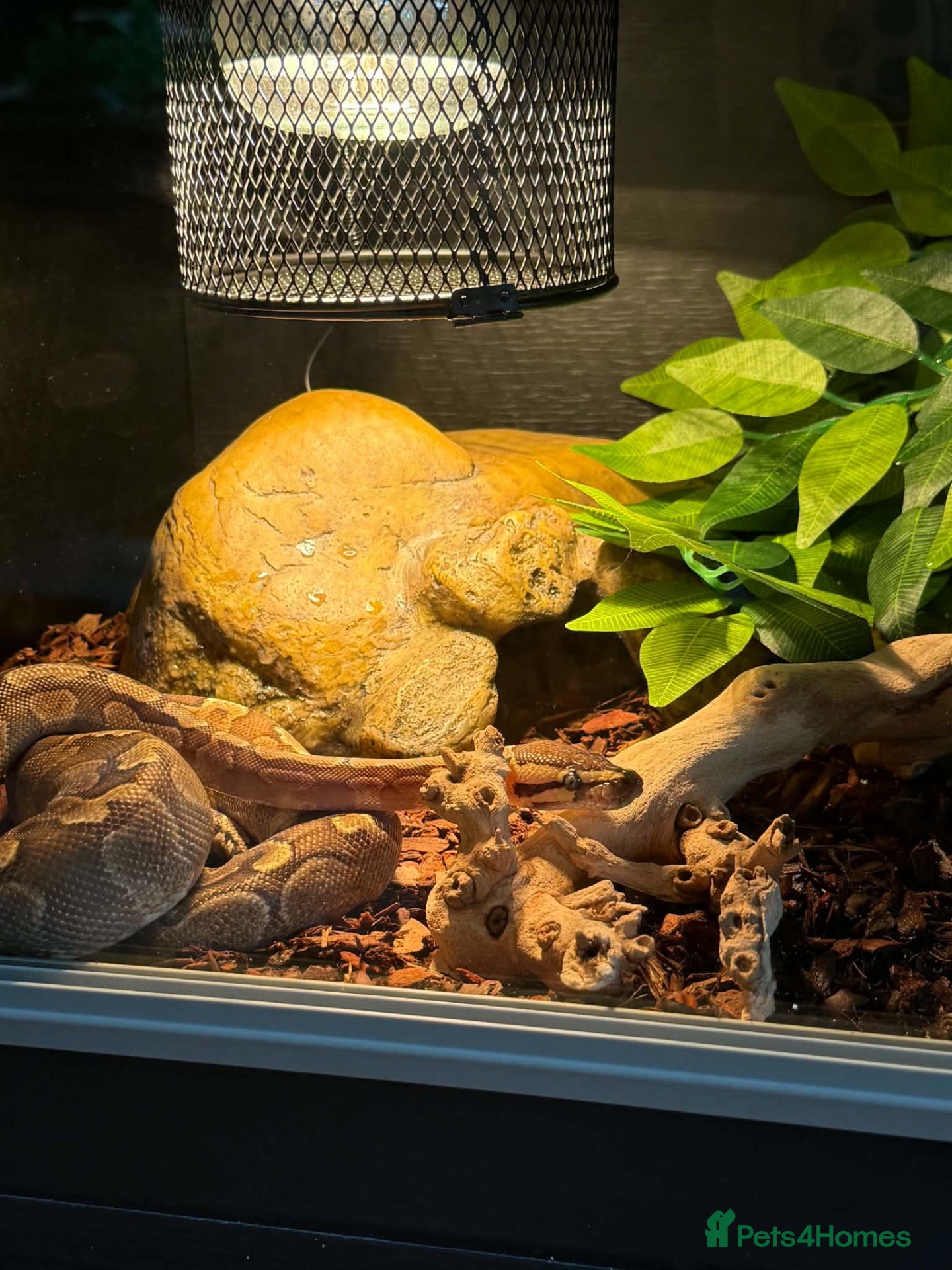 Python Snake reptiles Ronnie will come with his set up  - Advert 1