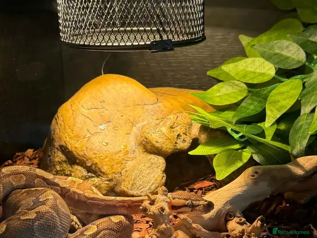 Python Snake reptiles Ronnie will come with his set up - Advert 1