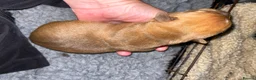 Mixed Breed dogs for sale: Sharpei x Ridgeback  - Advert 4