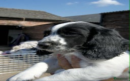 Mixed Breed dogs for sale: Basset X Springer puppies  - Image 6