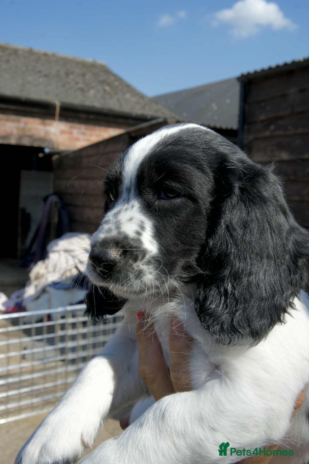 Mixed Breed dogs for sale: Basset X Springer puppies  - Image 6