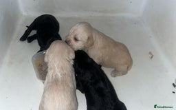 Mixed Breed dogs for sale: Schnockerpoo's - Image 1