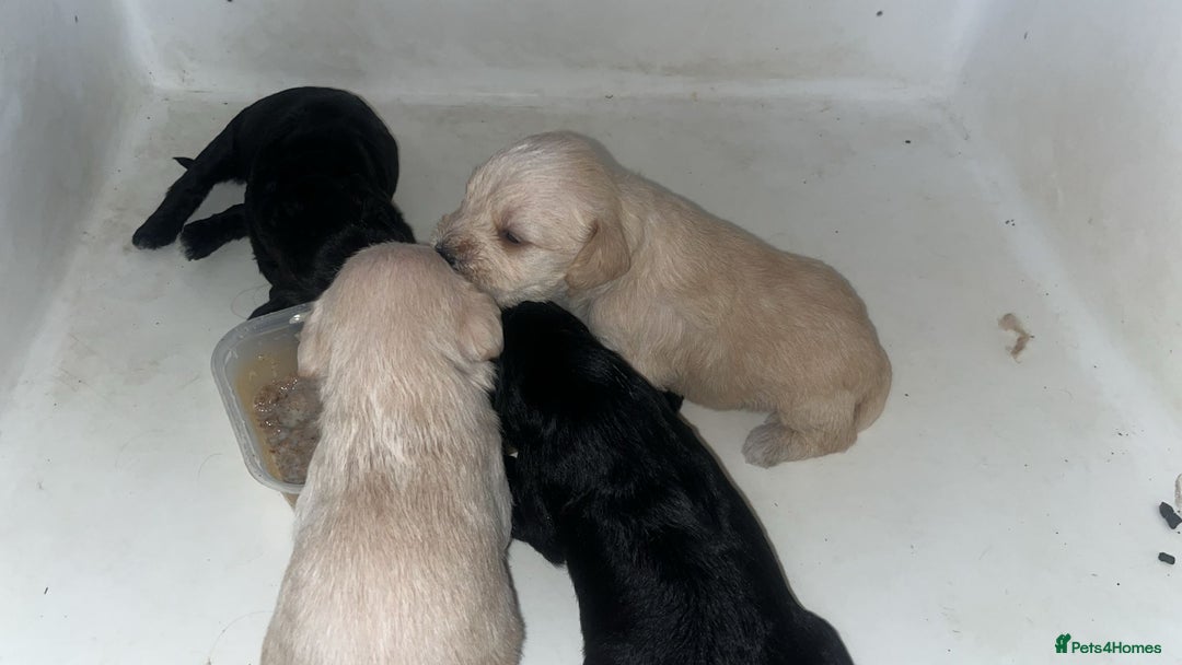 Mixed Breed dogs for sale: Schnockerpoo's - Image 1