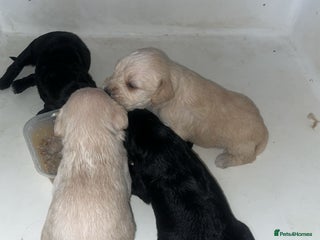 Mixed Breed dogs - Advert 10