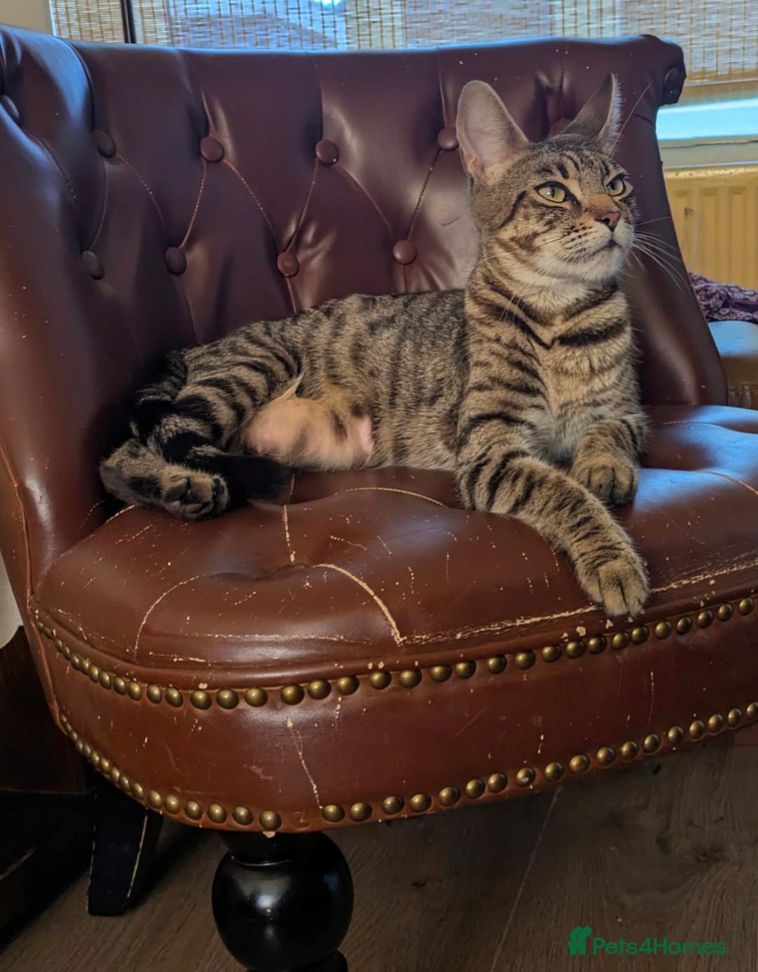 Bengal cats for sale: Melanistic Black Bengal Female Kitten - Image 12