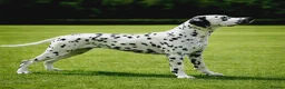 Dalmatian dogs for sale: Stunning Black-Spotted Dalmatian Male in Immingham - Advert 2