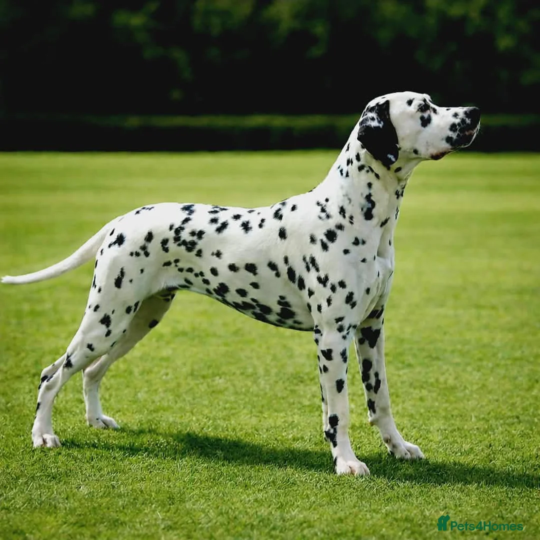 Dalmatian dogs for sale: Stunning Black-Spotted Dalmatian Male in Immingham - Advert 2