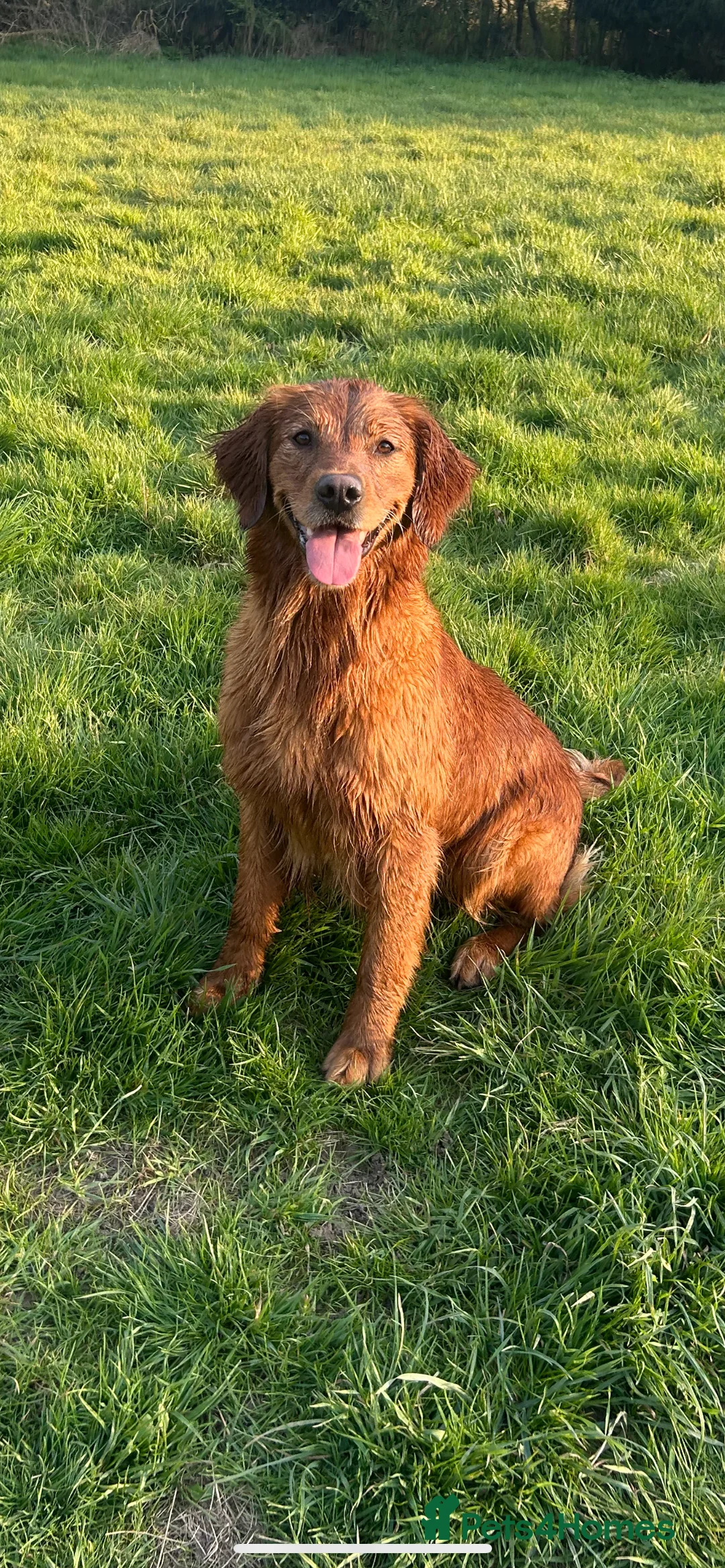 Golden Retriever dogs for sale: Stunning Dark Red Retreiver Pups  - Advert 3