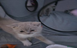 British Shorthair cats for sale: Full Britishshort hair kittens ready wendesday - Image 1