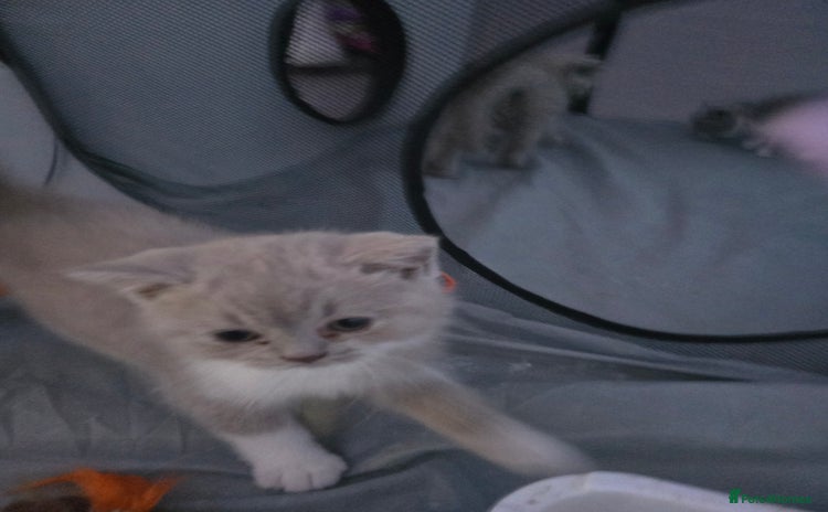 British Shorthair cats - Advert 4