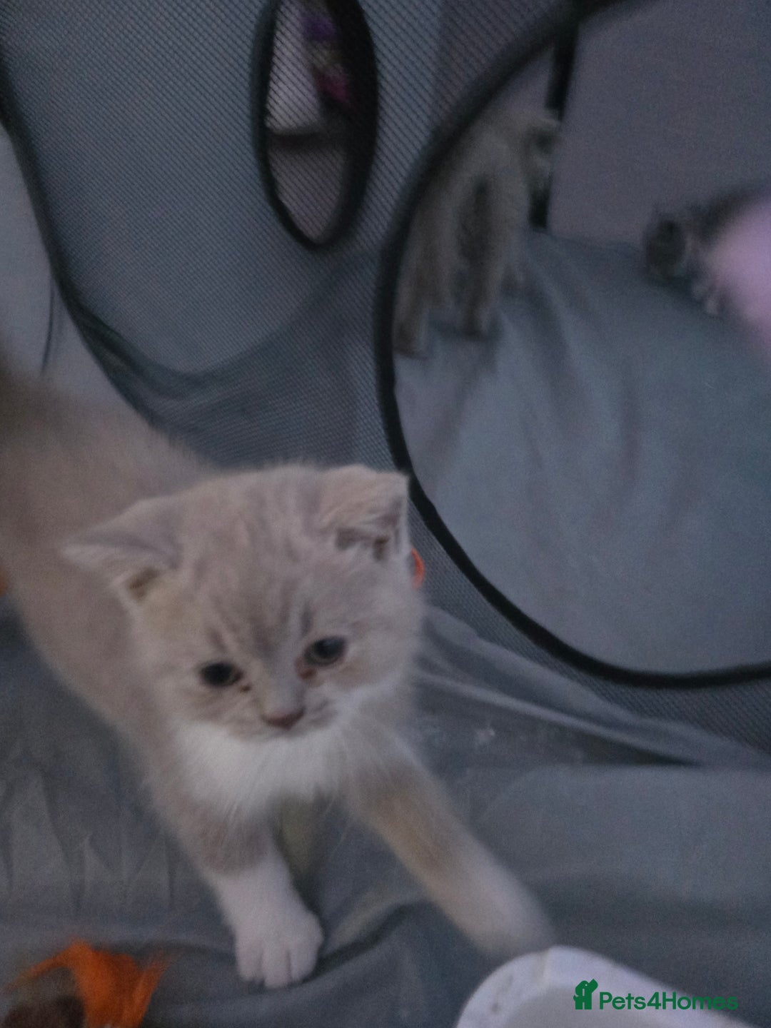 British Shorthair cats for sale: Full Britishshort hair kittens ready wendesday - Image 1