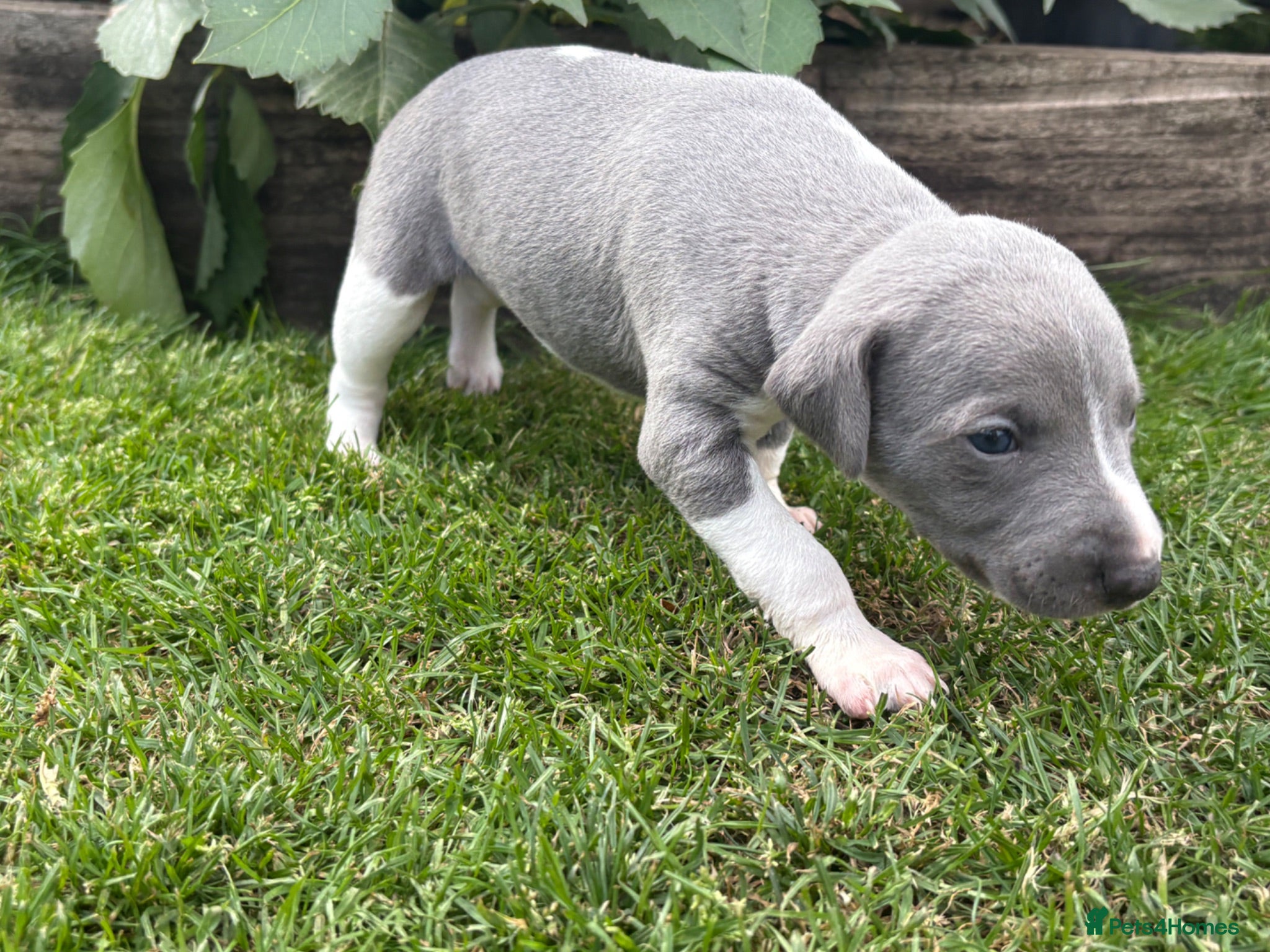 Whippet dogs Exceptional bred whippets for sale  - Advert 2
