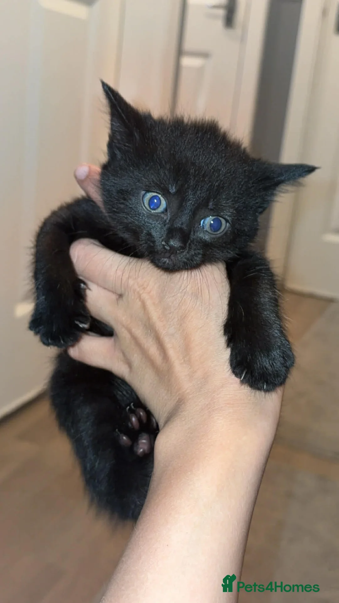 Maine Coon cats for sale: Last 2 Maine coon kittens  - Advert 1