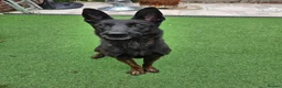 Belgian Shepherd Dog dogs for sale: Working Belgian malinois in Sale - Advert 3