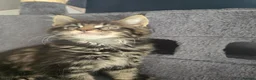 Maine Coon cats for sale:  🐾❤️ BEAUTIFUL MAINE COON KITTENS  ❤️🐾 - Advert 19