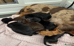Miniature Dachshund dogs for sale: Miniature dachshund only boys left - Image 4