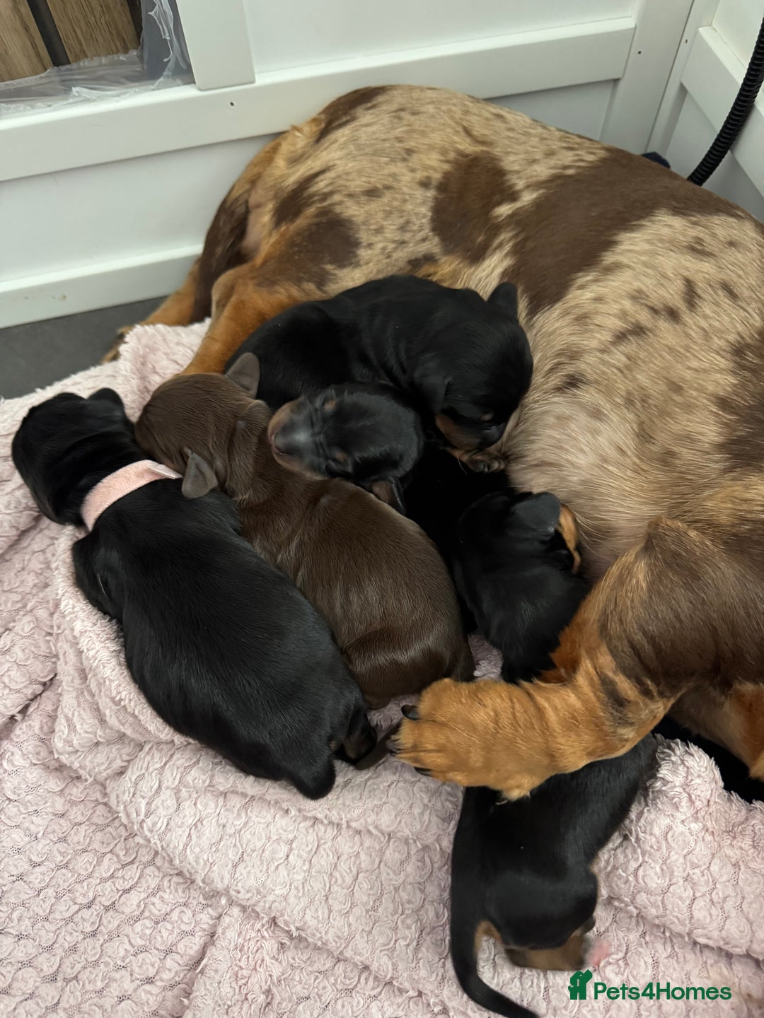 Miniature Dachshund dogs for sale: Miniature dachshund only boys left - Image 4