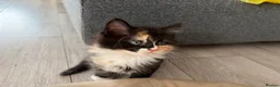 Mixed Breed cats for sale: Beautiful mixed-breed kittens! - Advert 24