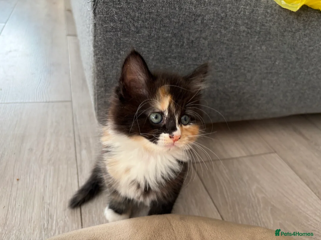 Mixed Breed cats for sale: Beautiful mixed-breed kittens! - Advert 1