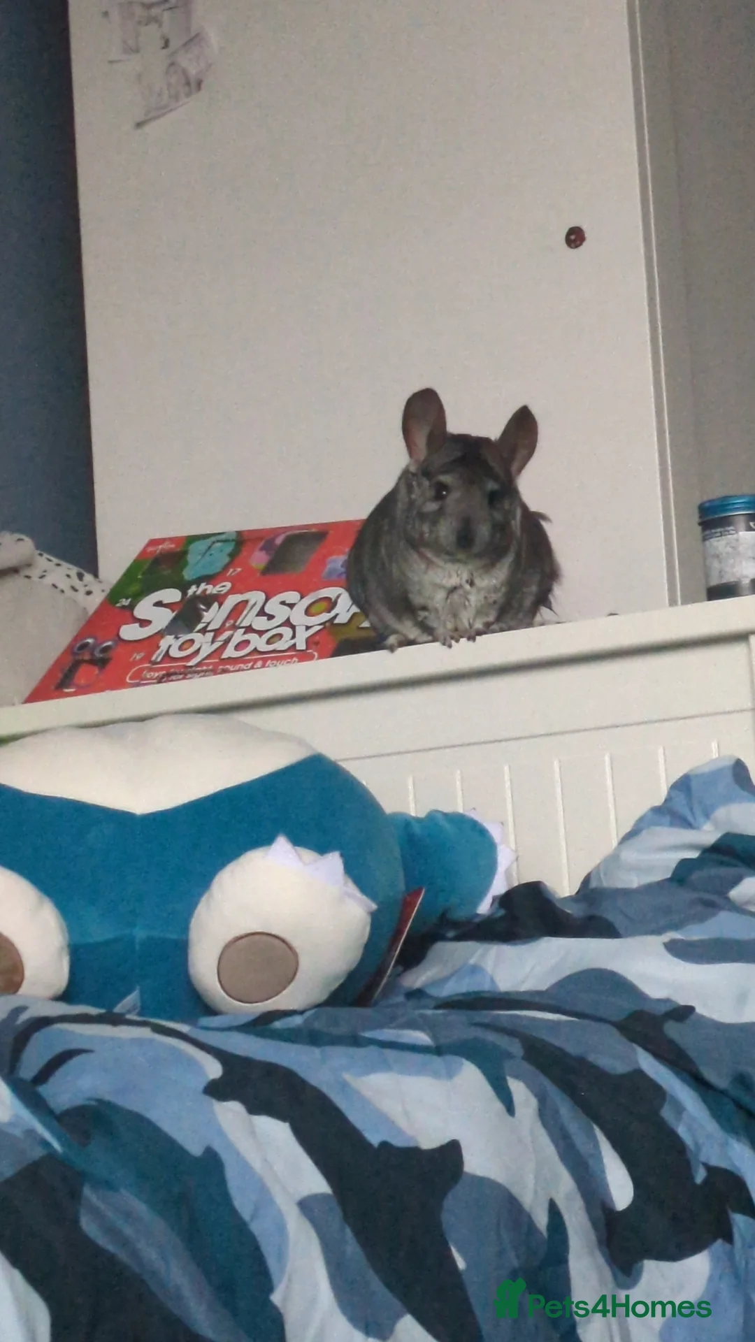 Chinchilla rodents for sale: Chinchilla for sale (with cage and carry case) in Aylesbury - Advert 2