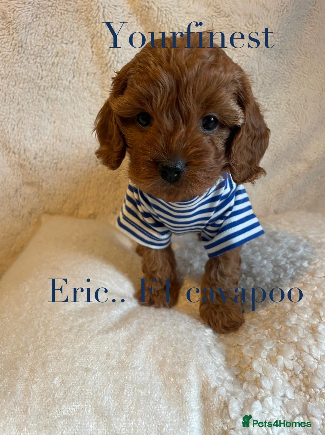 Cavapoo dogs for sale: Perfect F1 Cavapoos ⭐️🩵⭐️🩵⭐️🩵⭐️ in West Malling - Advert 12