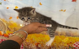 Mixed Breed cats for sale: Ragdoll x Bengal Exquisite Unique kittens - Image 13