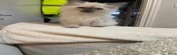Ragdoll cats for sale: Last blue seal ragdoll REDUCED PRICE - Advert 2