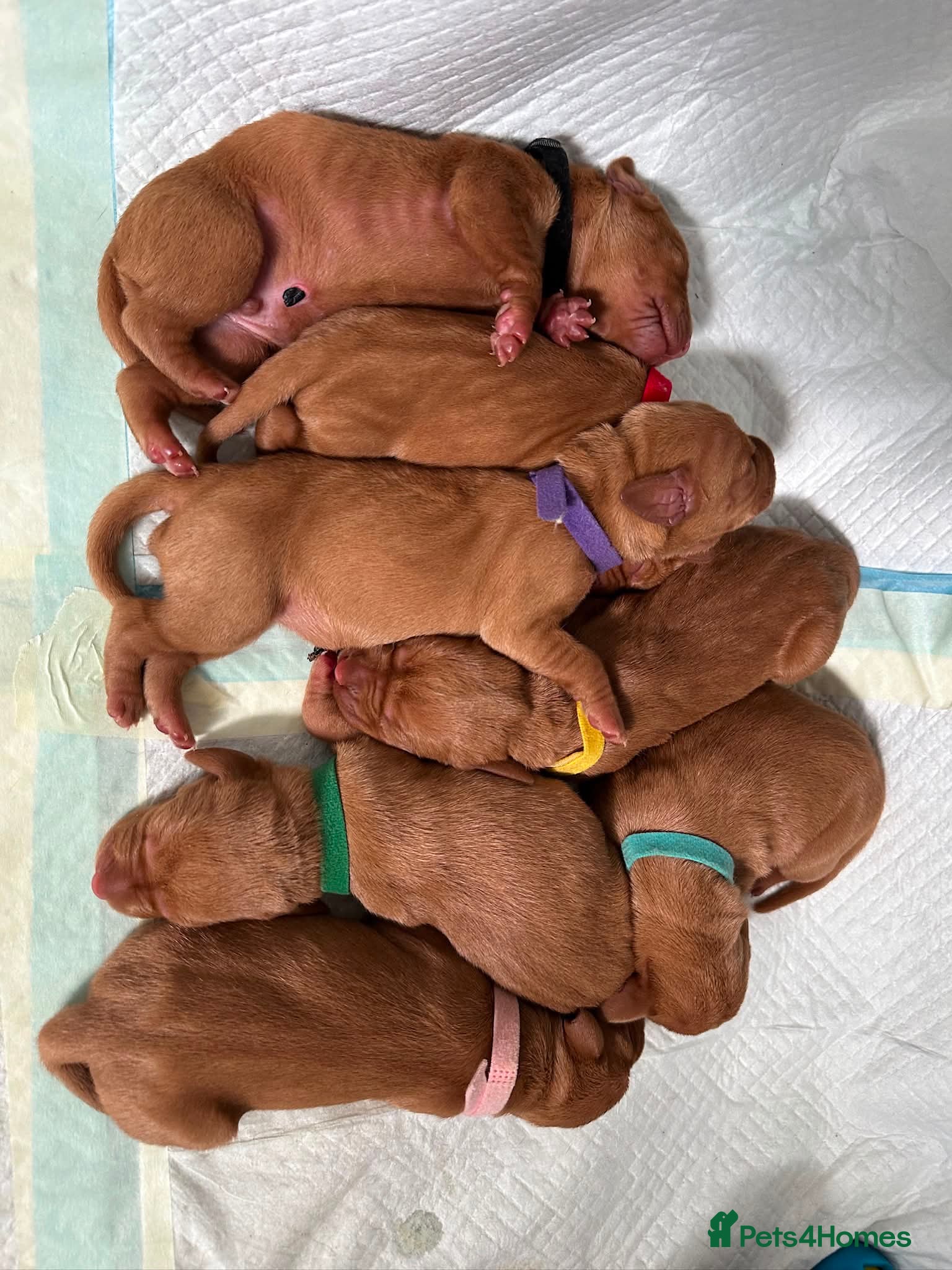 Hungarian Vizsla dogs Thor *PROVEN* 🇸🇮 Slovenian Champion bloodlines  - Advert 10