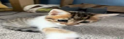 Mixed Breed cats for sale: 🐱✨3 Gorgeous Half Bengal Kittens!✨🐱 in Irvine - Advert 5