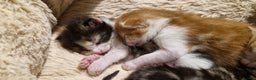 Mixed Breed cats for sale: Kittens looking for their forever homes - Advert 2