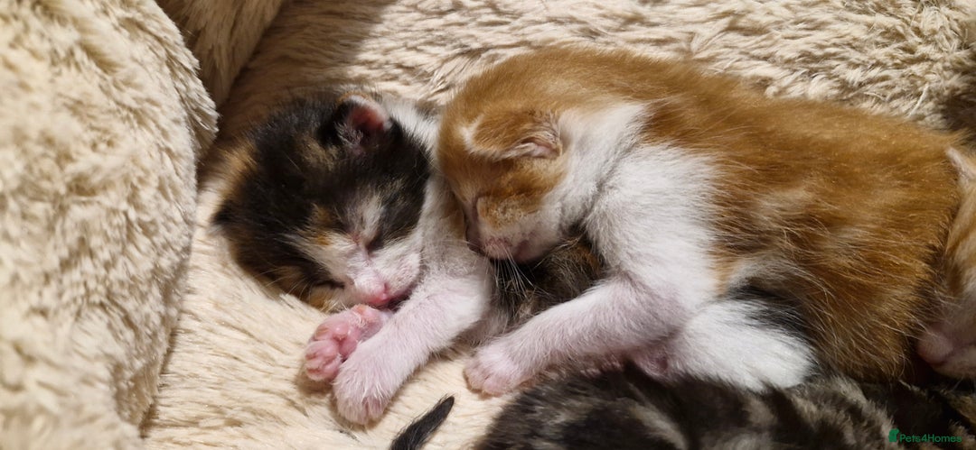 Mixed Breed cats for sale: Kittens looking for their forever homes - Advert 2