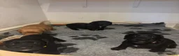 Cocker Spaniel dogs for sale: Beautiful Working Cocker Spaniel Puppies–KC Sired in Newmarket - Advert 2