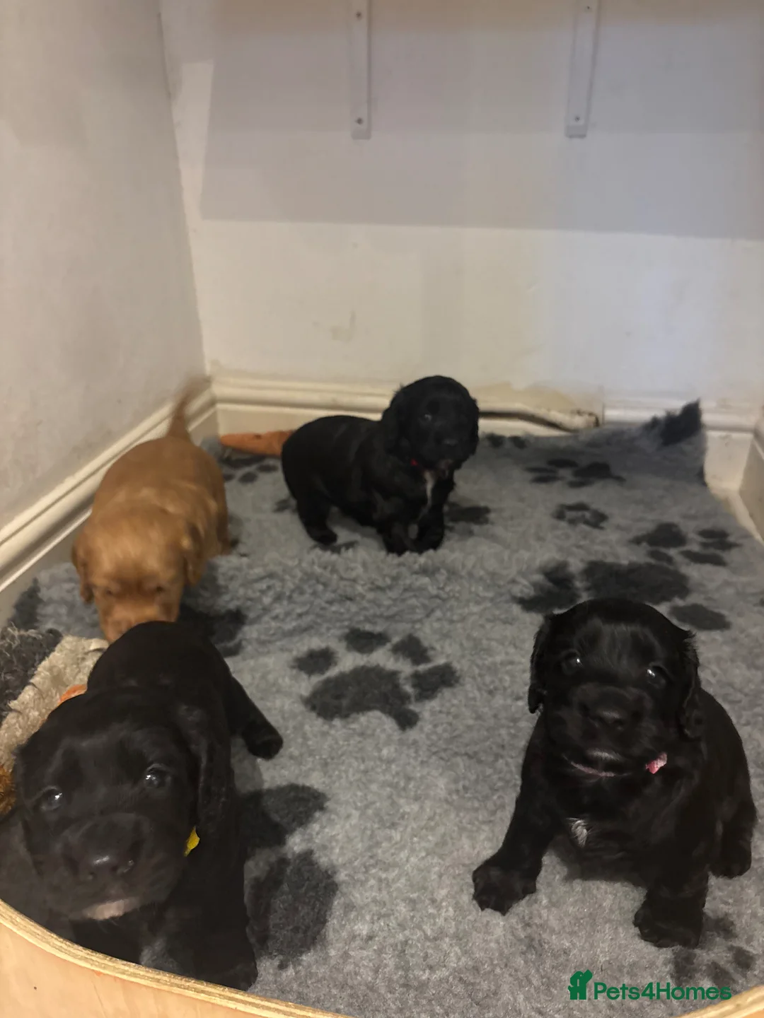 Cocker Spaniel dogs for sale: Beautiful Working Cocker Spaniel Puppies–KC Sired in Newmarket - Advert 2