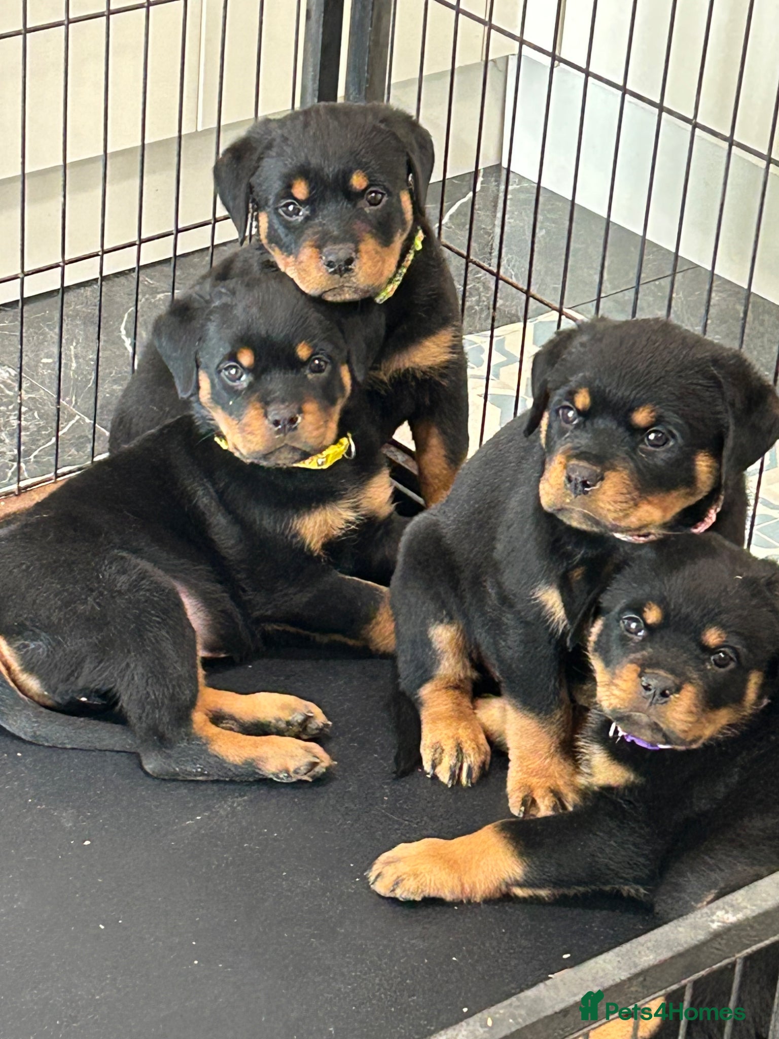 Rottweiler dogs Rottweiler Puppies  - Advert 1