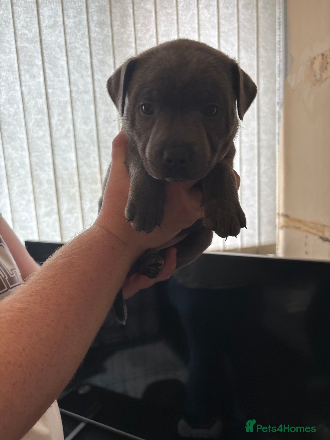 Staffordshire Bull Terrier dogs for sale: Staffordshire bull terrier puppies  - Image 14