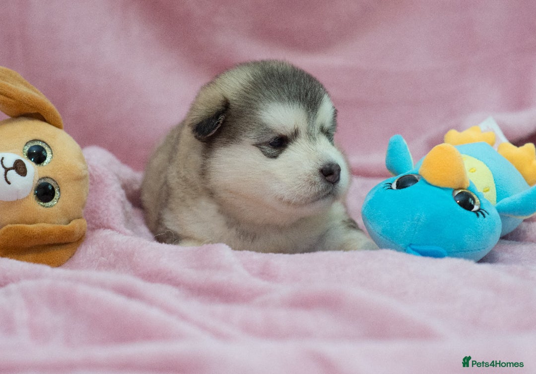 Alaskan Malamute dogs for sale: 🌟Beautiful pure malamutes💯 - Image 16