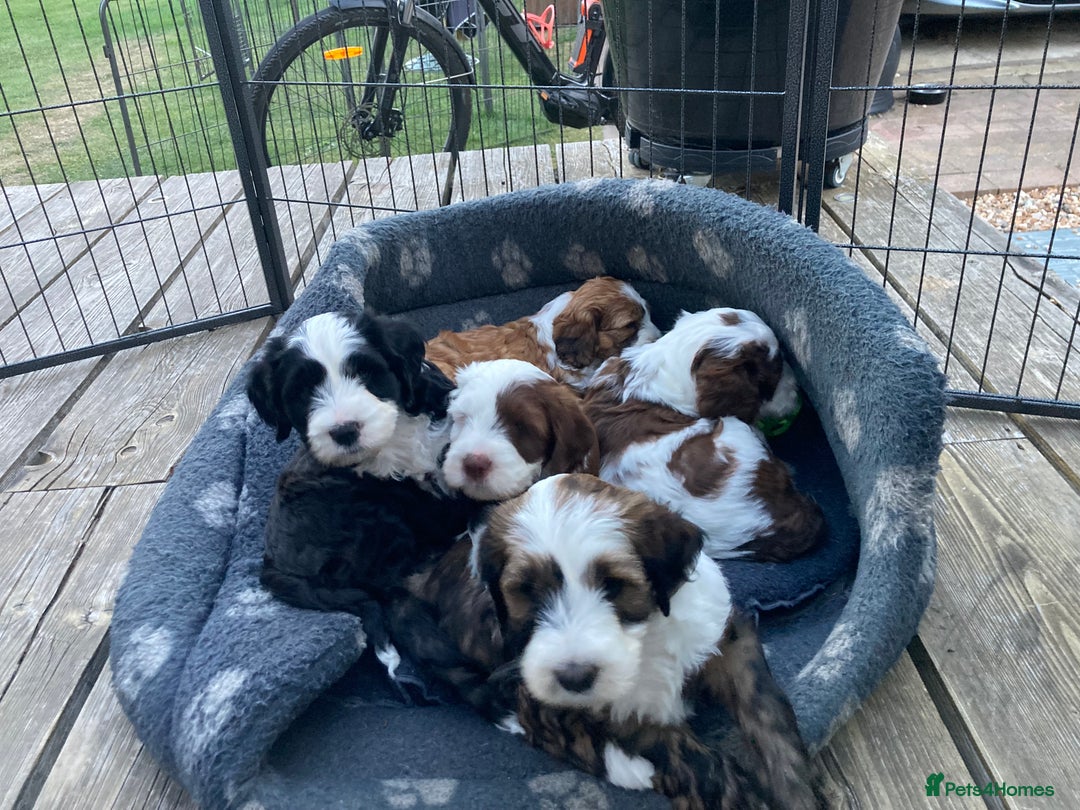 Mixed Breed dogs for sale: Tibetan Terrier with 1/4 Spanish water dog - Image 6